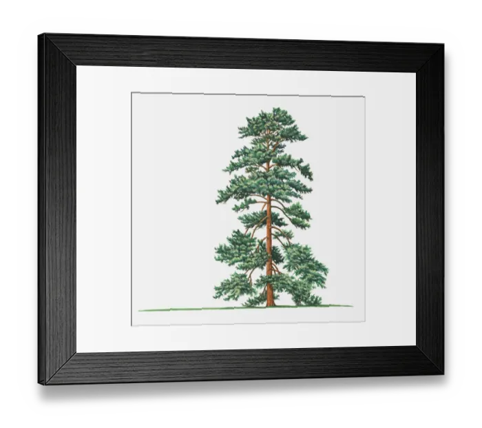 Framed Print : bhutan pine, botany, cut out, day, evergreen, flora, green, himalayan pine, leaf Framed Print : bhutan pine, botany, cut out, day, evergreen, flora, green, himalayan pine, leaf