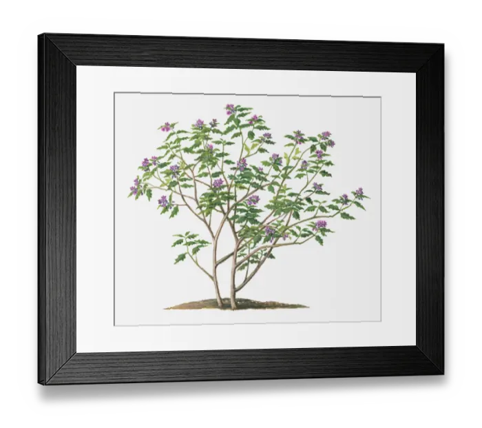 Framed Print : botany, cut out, day, flora, flower, green, herb, indian nightshade, leaf, no people