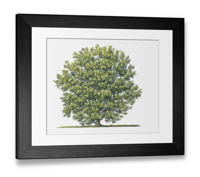 Framed Print : abundance, botany, cut out, day, flora, green leaf, myrica cerifera, myrtle, no people Framed Print : abundance, botany, cut out, day, flora, green leaf, myrica cerifera, myrtle, no people