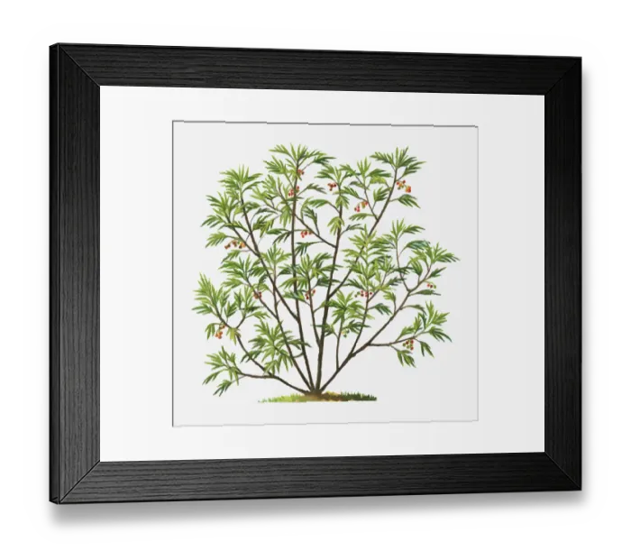 Framed Print : botany, berry, cut out, day, flora, green, herb, kangaroo apple, leaf, no people Framed Print : botany, berry, cut out, day, flora, green, herb, kangaroo apple, leaf, no people
