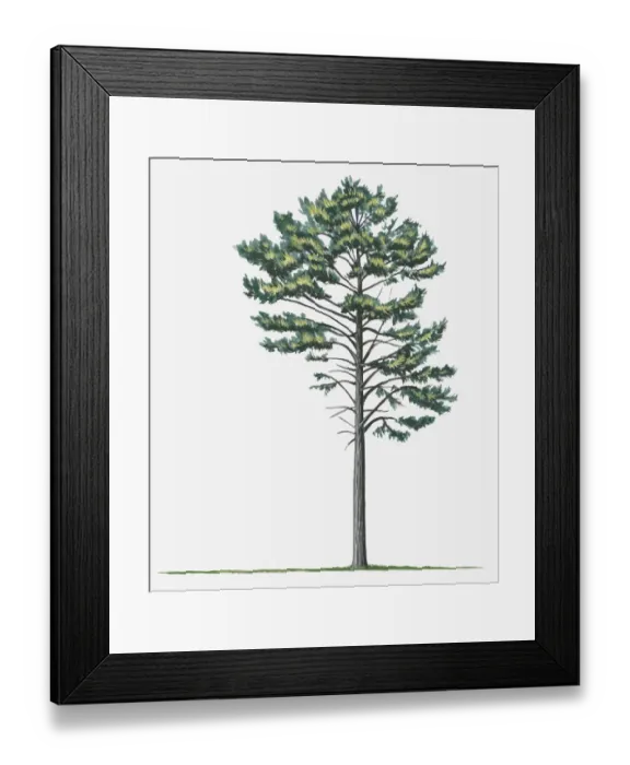 Framed Print : botany, cut out, day, european black pine, evergreen, flora, green, leaf, no people