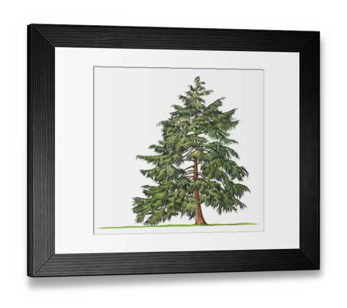Framed Print : botany, canadian hemlock, conifer, cut out, day, evergreen, flora, green, leaf, no people Framed Print : botany, canadian hemlock, conifer, cut out, day, evergreen, flora, green, leaf, no people