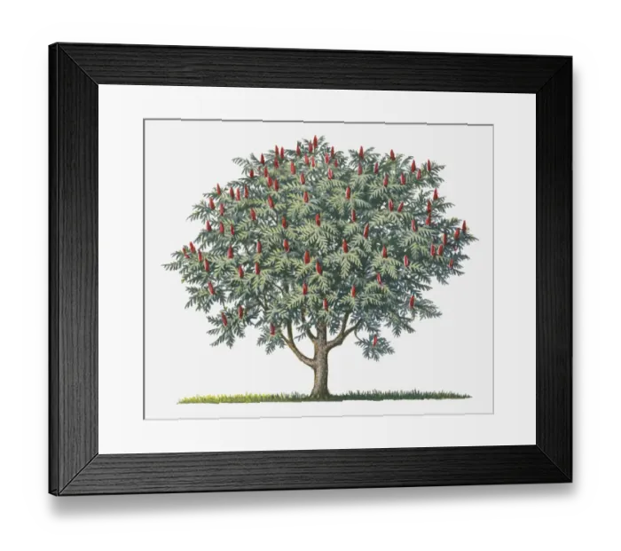 Framed Print : botany, cut out, day, flora, fruit, green, herb, leaf, no people, outdoors, red, rhus typhina Framed Print : botany, cut out, day, flora, fruit, green, herb, leaf, no people, outdoors, red, rhus typhina