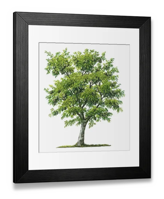 Framed Print : annona muricata, botany, cut out, day, evergreen, flora, fruit, green, herb, leaf Framed Print : annona muricata, botany, cut out, day, evergreen, flora, fruit, green, herb, leaf