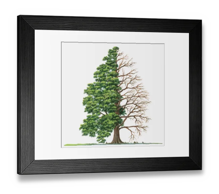 Framed Print : bald-cypress, bare tree, botany, branch, change, conifer, cut out, day, deciduous Framed Print : bald-cypress, bare tree, botany, branch, change, conifer, cut out, day, deciduous