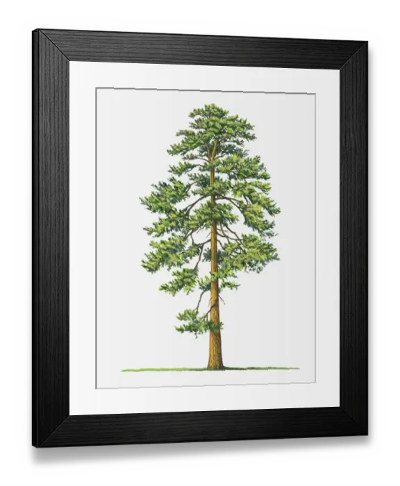 Framed Print : botany, cut out, day, evergreen, flora, green, leaf, no people, outdoors, pinus ponderosa Framed Print : botany, cut out, day, evergreen, flora, green, leaf, no people, outdoors, pinus ponderosa