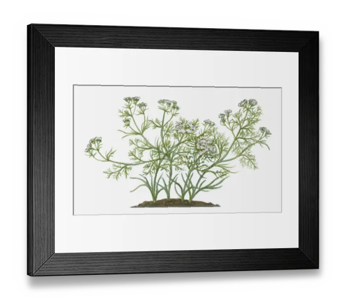 Framed Print : annual, botany, branch, cumin, cuminum cyminum, cut out, day, flora, flower, front view Framed Print : annual, botany, branch, cumin, cuminum cyminum, cut out, day, flora, flower, front view