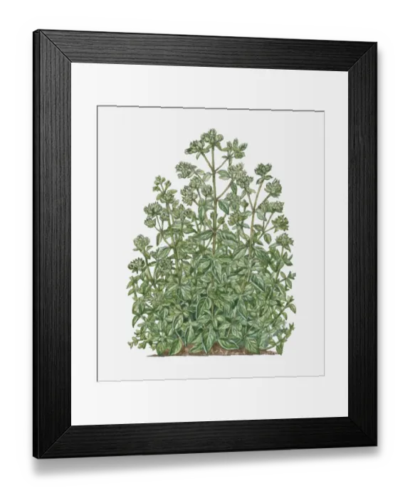 Framed Print : botany, cut out, day, flora, flower, green, herb, leaf, marjoram, no people, origanum majorana