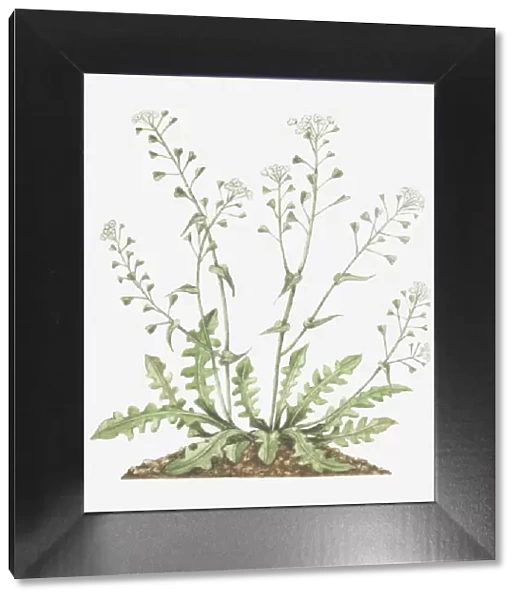 botany, capsella, capsella bursa-pastoris, cruciferae, cut out, flower, foliage, leaf