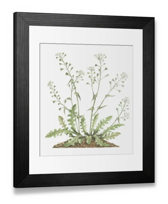 Framed Print : botany, capsella, capsella bursa-pastoris, cruciferae, cut out, flower, foliage, leaf