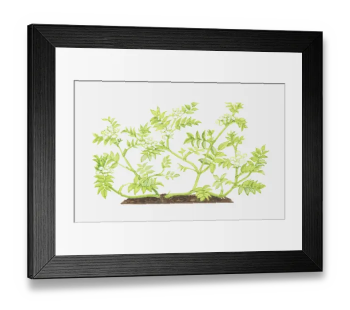 Framed Print : apium, apium nodiflorum, botany, cut out, flower, foliage, fools water-cress Framed Print : apium, apium nodiflorum, botany, cut out, flower, foliage, fools water-cress