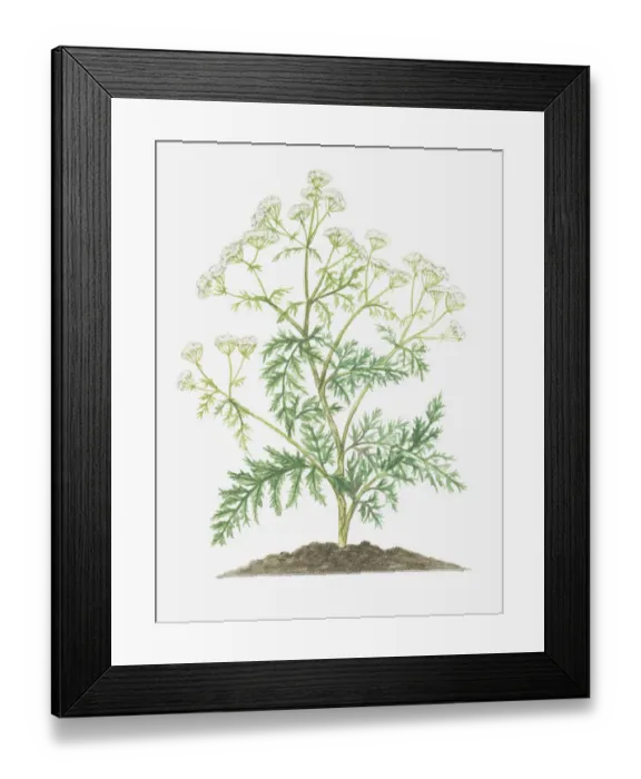 Framed Print : botany, conium, conium maculatum, cut out, flower, foliage, hemlock, leaf, no people Framed Print : botany, conium, conium maculatum, cut out, flower, foliage, hemlock, leaf, no people