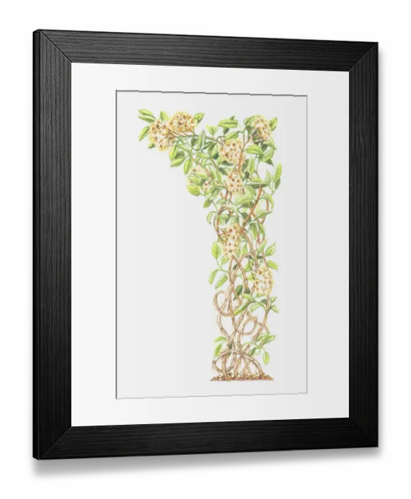 Framed Print : botany, clematis, clematis vitalba, climber, climbing plant, cut out, flower, foliage Framed Print : botany, clematis, clematis vitalba, climber, climbing plant, cut out, flower, foliage