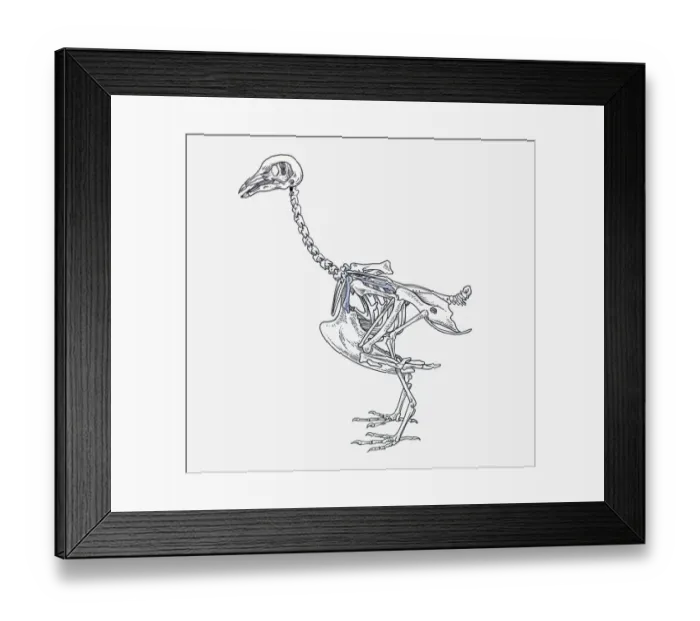 Framed Print : anatomy, animal themes, bird, coracoid, cranium, cut out, femur, humerous, mandible Framed Print : anatomy, animal themes, bird, coracoid, cranium, cut out, femur, humerous, mandible