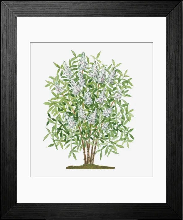 Framed Print : botany, cluster, conical, cut out, day, evergreen, flora, flower, green, herb, leaf Framed Print : botany, cluster, conical, cut out, day, evergreen, flora, flower, green, herb, leaf