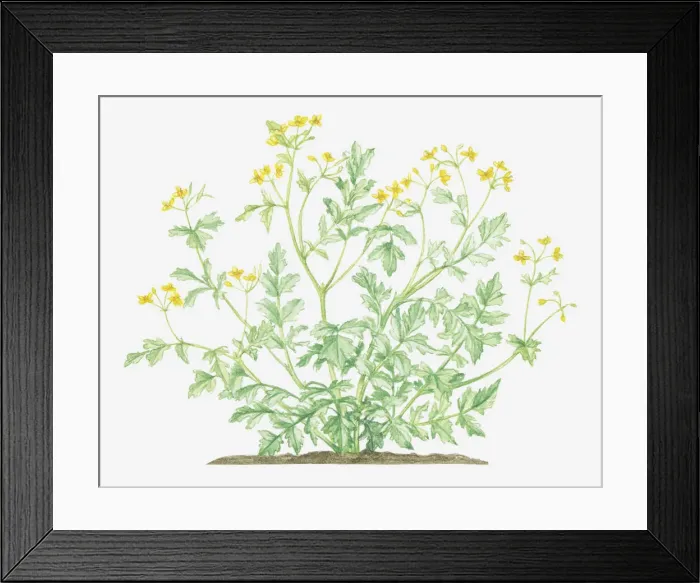 Framed Print : botany, celandine, chelidonium, chelidonium majus, cut out, flower, foliage, greater celandine Framed Print : botany, celandine, chelidonium, chelidonium majus, cut out, flower, foliage, greater celandine