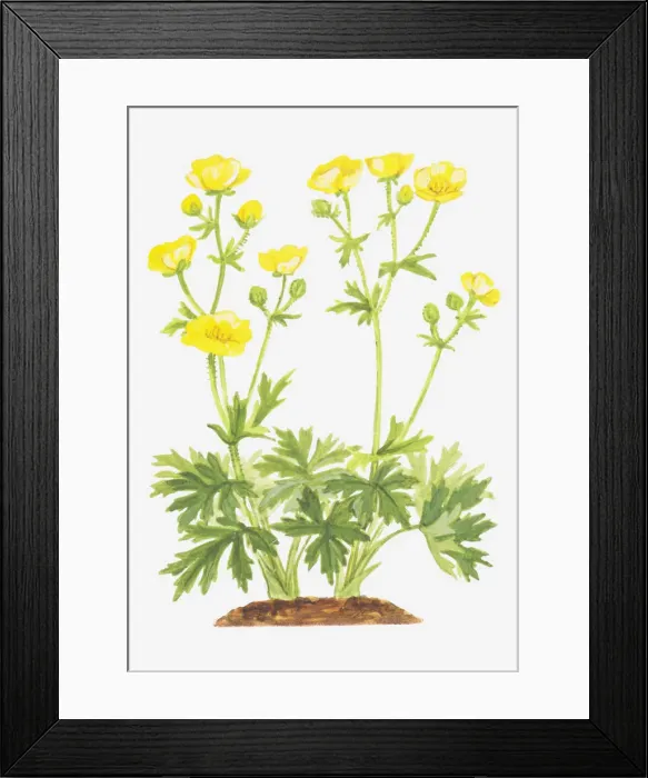 Framed Print : botany, bud, buttercup, cut out, flower, foliage, meadow buttercup, growth, leaf Framed Print : botany, bud, buttercup, cut out, flower, foliage, meadow buttercup, growth, leaf