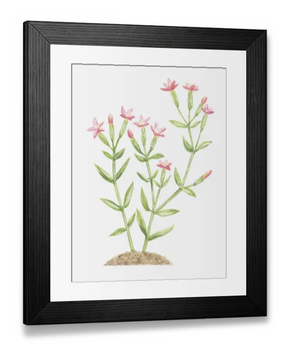 Framed Print : botany, centaurium pulchellum, centaury, cut out, flower, foliage, gentianaceae, leaf Framed Print : botany, centaurium pulchellum, centaury, cut out, flower, foliage, gentianaceae, leaf