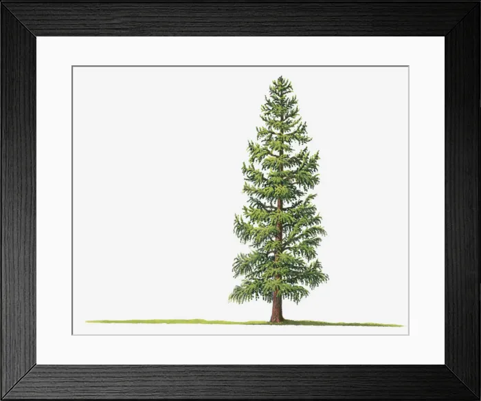 Framed Print : botany, cut out, day, deciduous, flora, green, herb, larix laricina, leaf, no people Framed Print : botany, cut out, day, deciduous, flora, green, herb, larix laricina, leaf, no people
