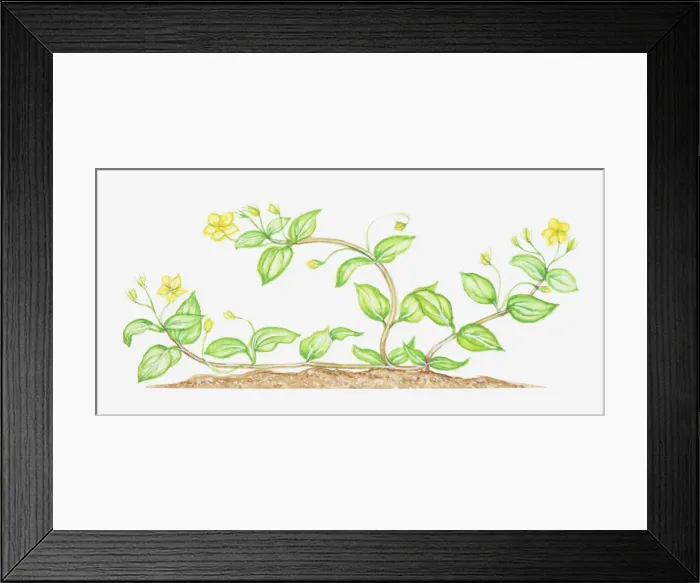 Framed Print : bending, bent, botany, creeping plant, cut out, flower, foliage, growth, leaf, lysimachia Framed Print : bending, bent, botany, creeping plant, cut out, flower, foliage, growth, leaf, lysimachia
