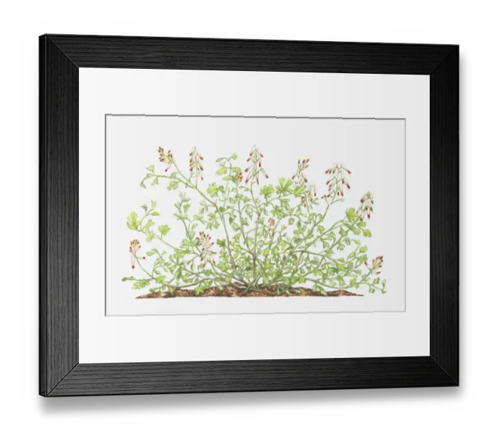 Framed Print : botany, cut out, flower, foliage, fumaria, fumaria capreolata, fumariaceae, growth Framed Print : botany, cut out, flower, foliage, fumaria, fumaria capreolata, fumariaceae, growth