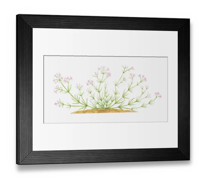 Framed Print : Dorling Kindersley Collection Framed Print : Dorling Kindersley Collection