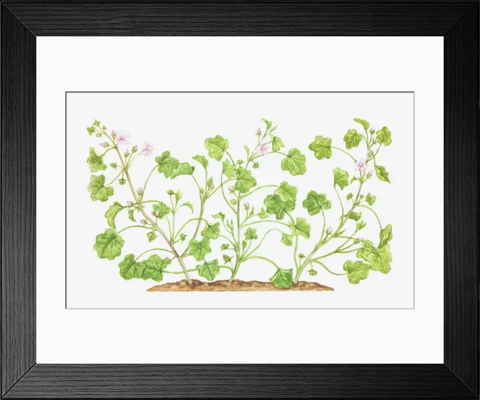 Framed Print : Dorling Kindersley Collection Framed Print : Dorling Kindersley Collection