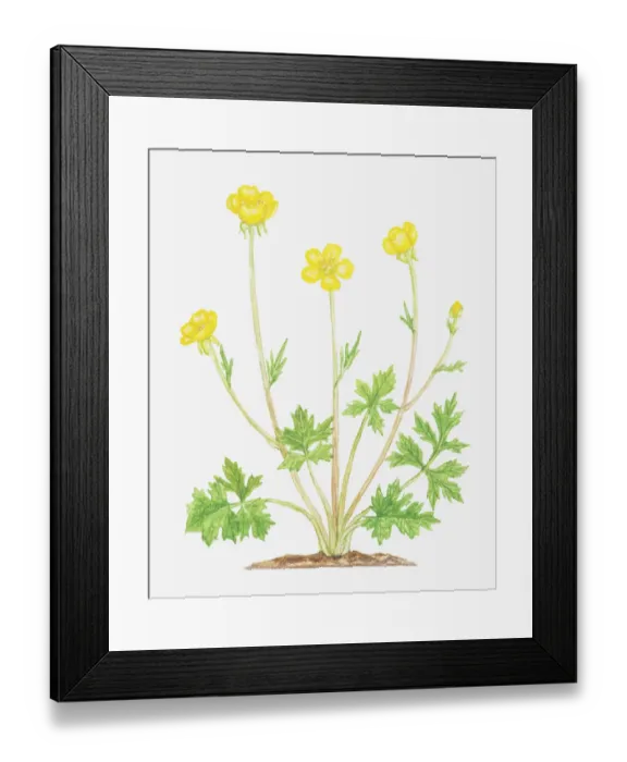 Framed Print : Dorling Kindersley Collection