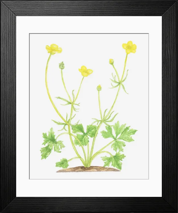 Framed Print : botany, bud, cut out, flower, foliage, goldilocks, growth, leaf, no people, plant Framed Print : botany, bud, cut out, flower, foliage, goldilocks, growth, leaf, no people, plant