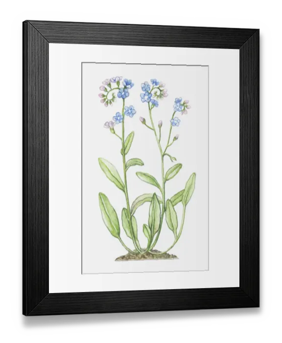 Framed Print : boraginaceae, blue, botany, cut out, flower, foliage, forget-me-not, leaf, myosotis Framed Print : boraginaceae, blue, botany, cut out, flower, foliage, forget-me-not, leaf, myosotis