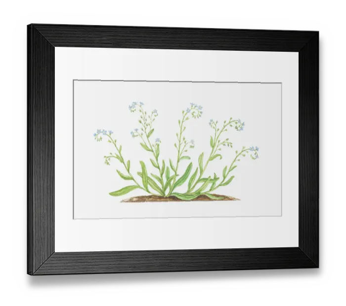 Framed Print : blue, boraginaceae, botany, cut out, field forget-me-not, flower, foliage, forget-me-not Framed Print : blue, boraginaceae, botany, cut out, field forget-me-not, flower, foliage, forget-me-not