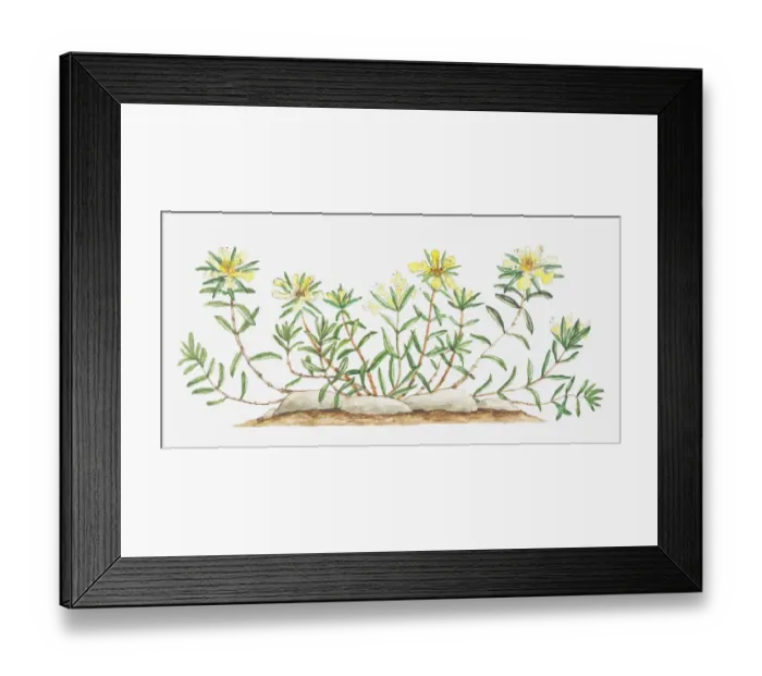 Framed Print : botany, cut out, flower, foliage, germander, growth, labiatae, leaf, mountain germander