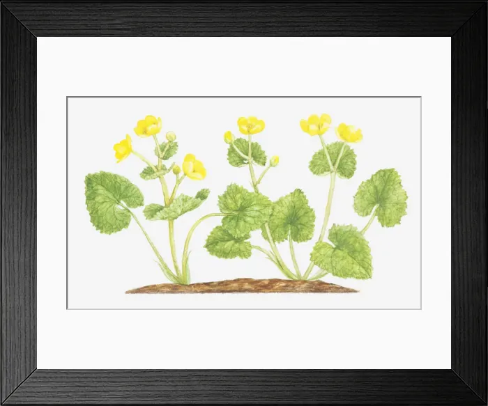Framed Print : botany, caltha palustris, cut out, flower, foliage, leaf, marigold, marsh marigold Framed Print : botany, caltha palustris, cut out, flower, foliage, leaf, marigold, marsh marigold