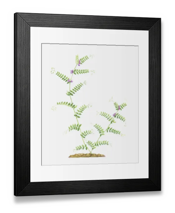 Framed Print : botany, branched, branching, bush vetch, cut out, flower, foliage, growth, leaf, leguminosae Framed Print : botany, branched, branching, bush vetch, cut out, flower, foliage, growth, leaf, leguminosae