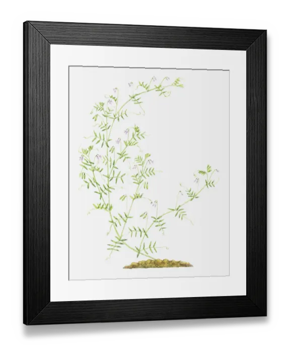 Framed Print : botany, branching, cut out, flower, foliage, growth, leaf, leguminosae, long, no people Framed Print : botany, branching, cut out, flower, foliage, growth, leaf, leguminosae, long, no people