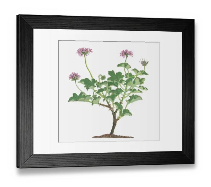 Framed Print : botany, cluster, cut out, day, flora, flower, green, herb, leaf, long, no people