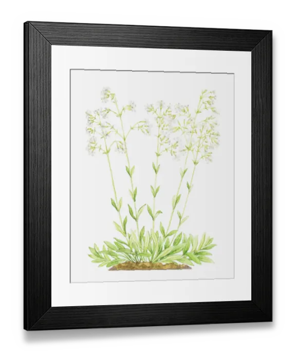 Framed Print : botany, caryophyllaceae, cut out, flower, foliage, growth, leaf, no people, nottingham catchfly Framed Print : botany, caryophyllaceae, cut out, flower, foliage, growth, leaf, no people, nottingham catchfly