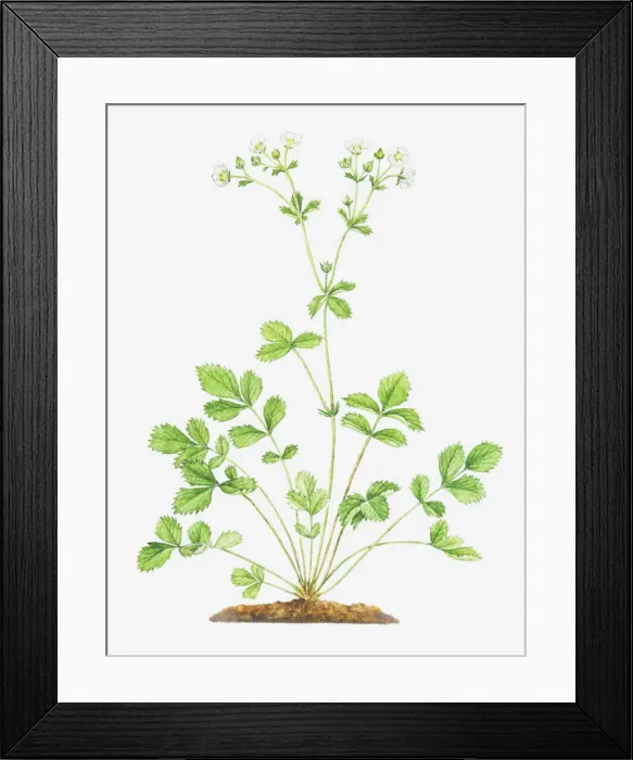Framed Print : botany, cinquefoil, cut out, flower, foliage, leaf, no people, plant, potentilla rupestris Framed Print : botany, cinquefoil, cut out, flower, foliage, leaf, no people, plant, potentilla rupestris