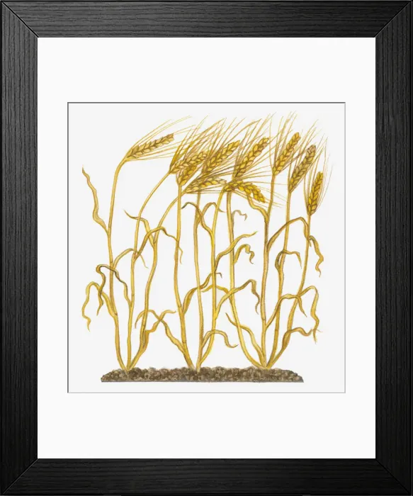 Framed Print : barley, botany, crop, cut out, day, flora, green, herb, hordeum vulgare, leaf, no people Framed Print : barley, botany, crop, cut out, day, flora, green, herb, hordeum vulgare, leaf, no people