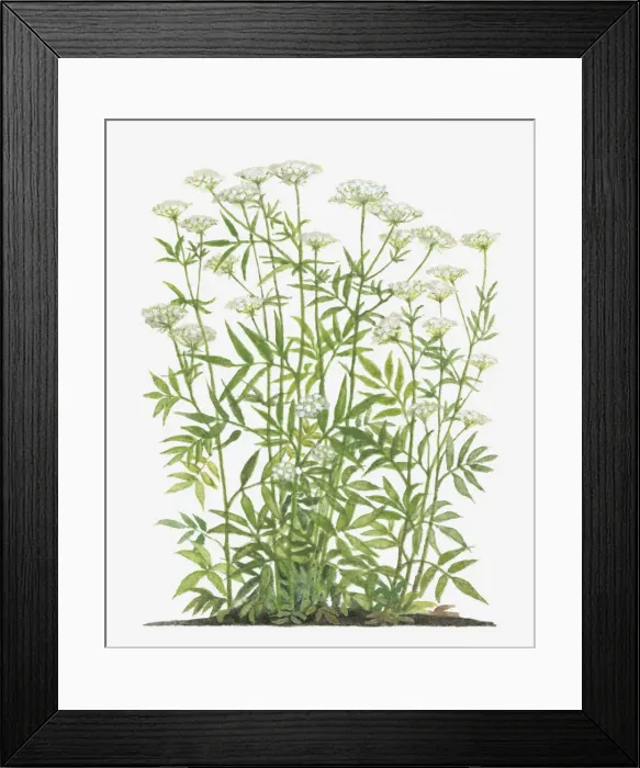 Framed Print : botany, cluster, crummock, cut out, day, flora, flower, green, herb, leaf, long, no people Framed Print : botany, cluster, crummock, cut out, day, flora, flower, green, herb, leaf, long, no people