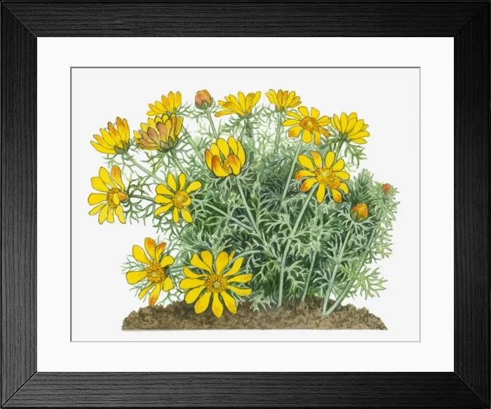 Framed Print : adonis vernalis, botany, cut out, day, flora, flower, green, herb, leaf, no people Framed Print : adonis vernalis, botany, cut out, day, flora, flower, green, herb, leaf, no people