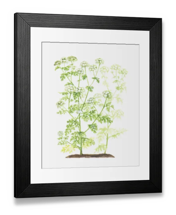 Framed Print : Dorling Kindersley Collection Framed Print : Dorling Kindersley Collection