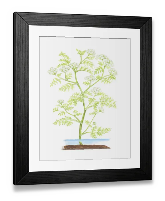 Framed Print : Dorling Kindersley Collection