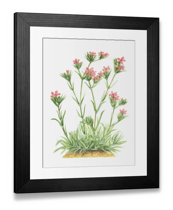 Framed Print : Dorling Kindersley Collection Framed Print : Dorling Kindersley Collection