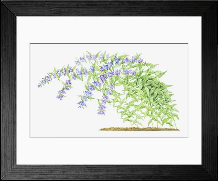 Framed Print : Dorling Kindersley Collection Framed Print : Dorling Kindersley Collection
