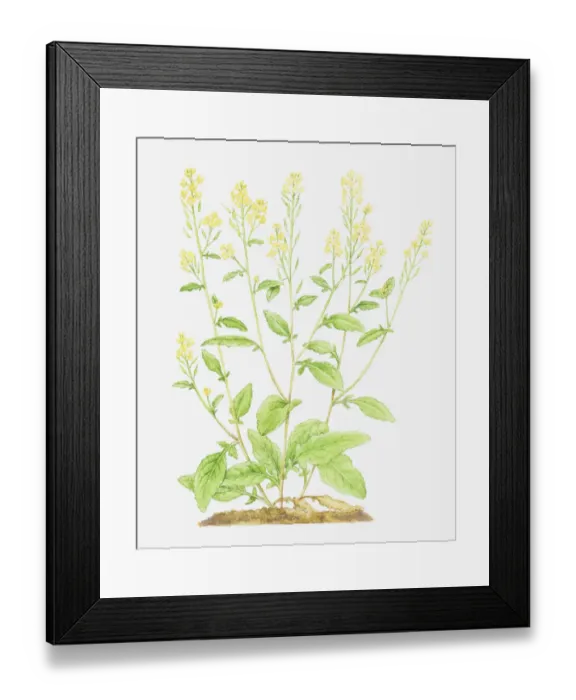 Framed Print : Dorling Kindersley Collection
