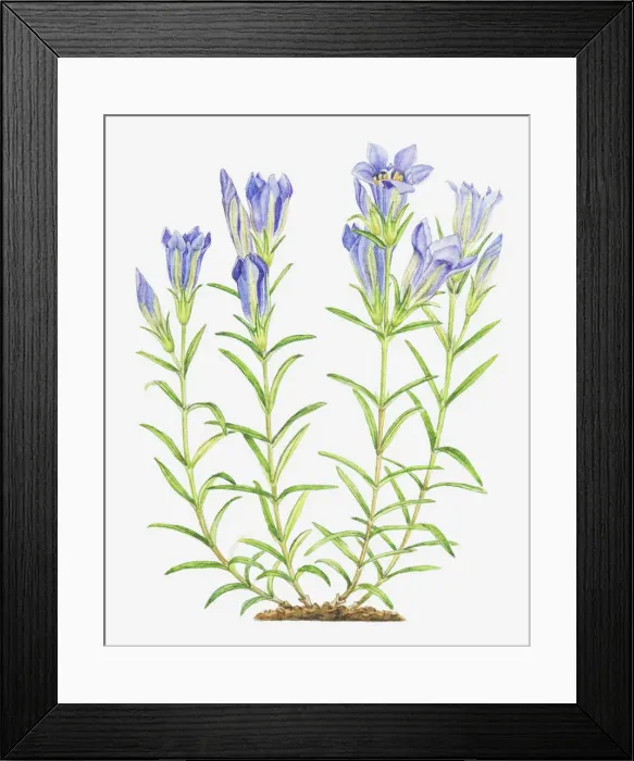 Framed Print : Dorling Kindersley Collection Framed Print : Dorling Kindersley Collection