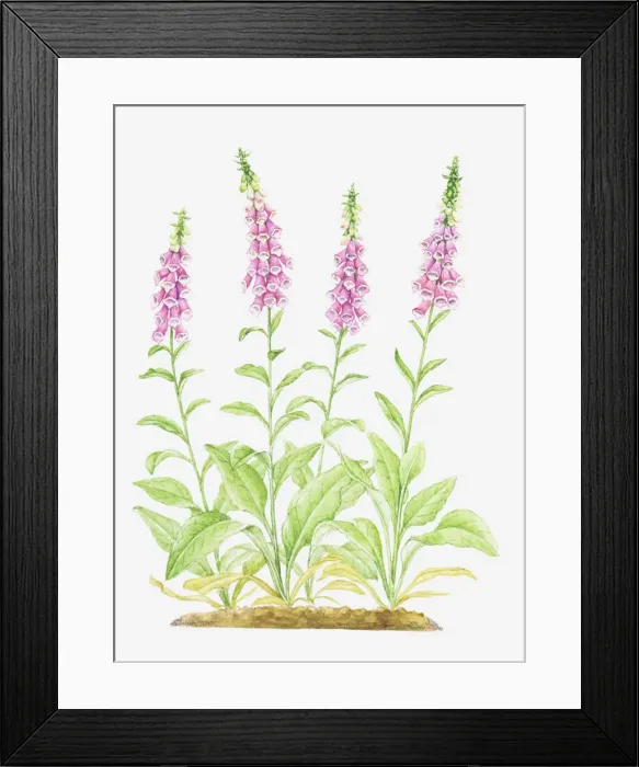 Framed Print : Dorling Kindersley Collection Framed Print : Dorling Kindersley Collection