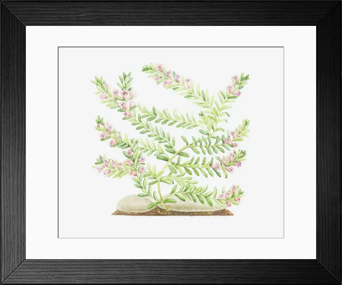 Framed Print : Dorling Kindersley Collection Framed Print : Dorling Kindersley Collection