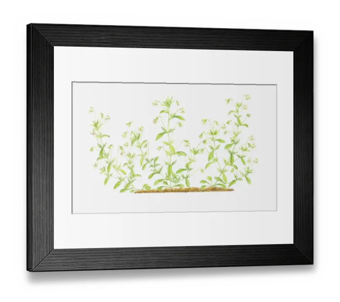 Framed Print : Dorling Kindersley Collection Framed Print : Dorling Kindersley Collection